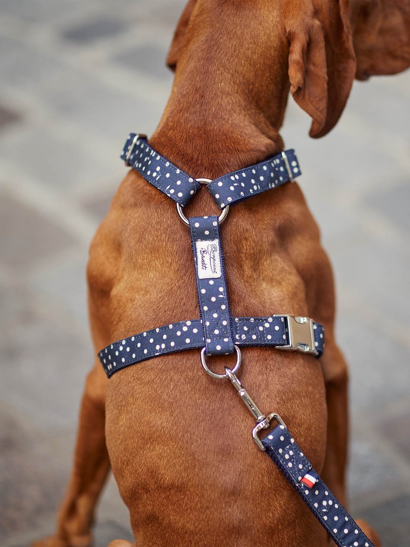 Bonpoint x French Bandit Dog Harness navy