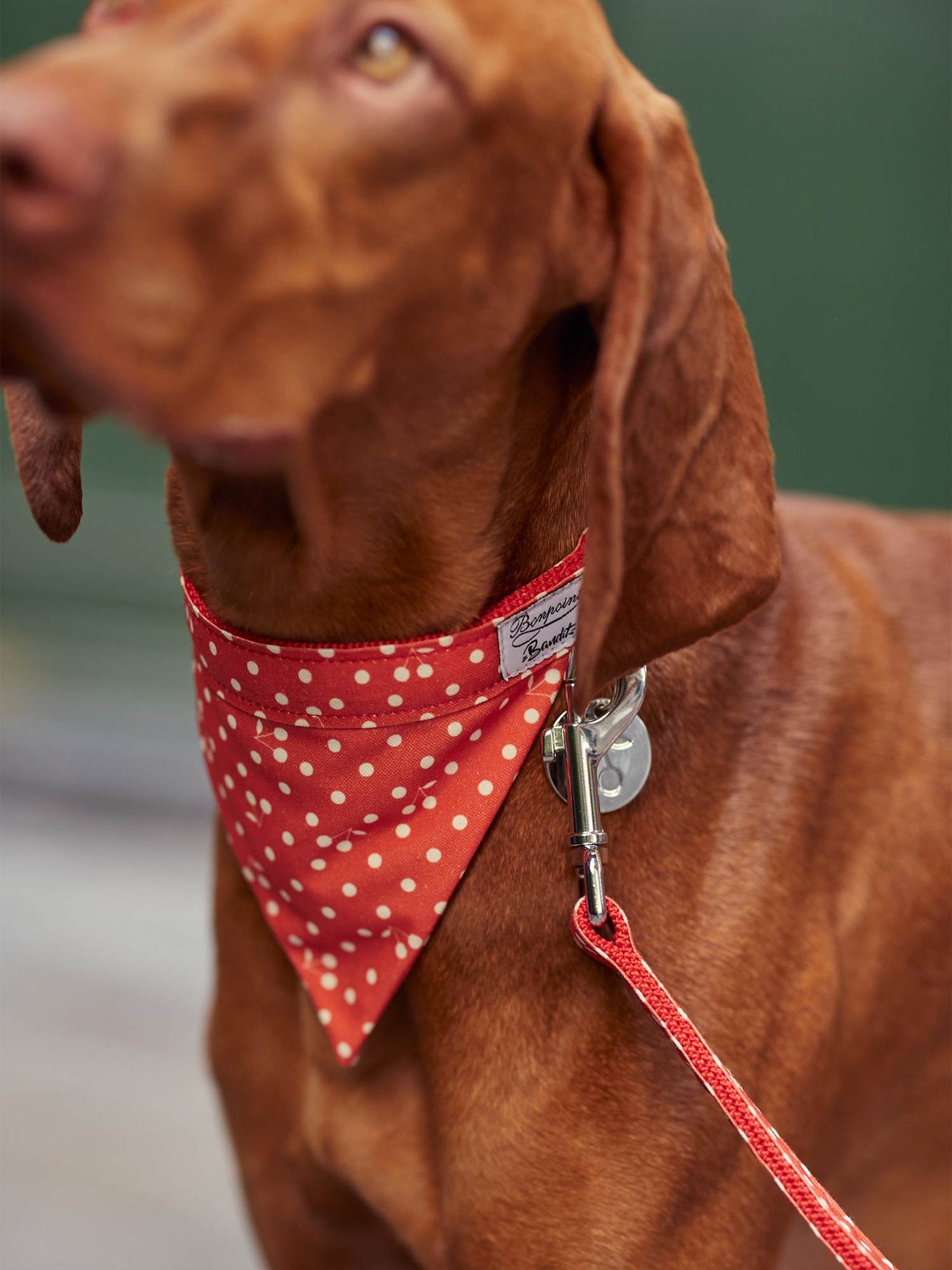 Bonpoint x French Bandit Bandana for Dogs red